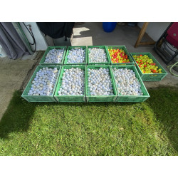 Vends lot important de balle de golf