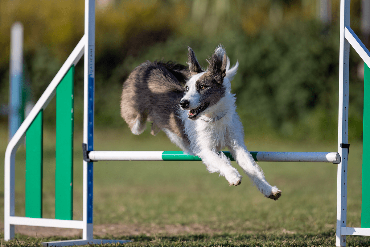 agility-chien-canva