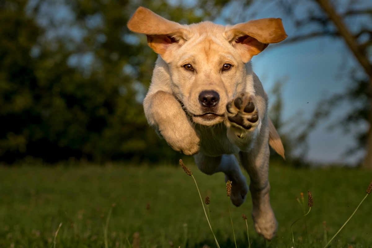 chien-activite-physique-canva