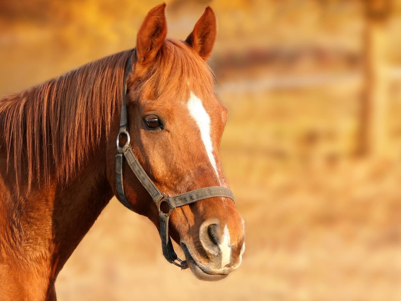 Horse coaching et les bienfaits du sport à cheval - linkNsport