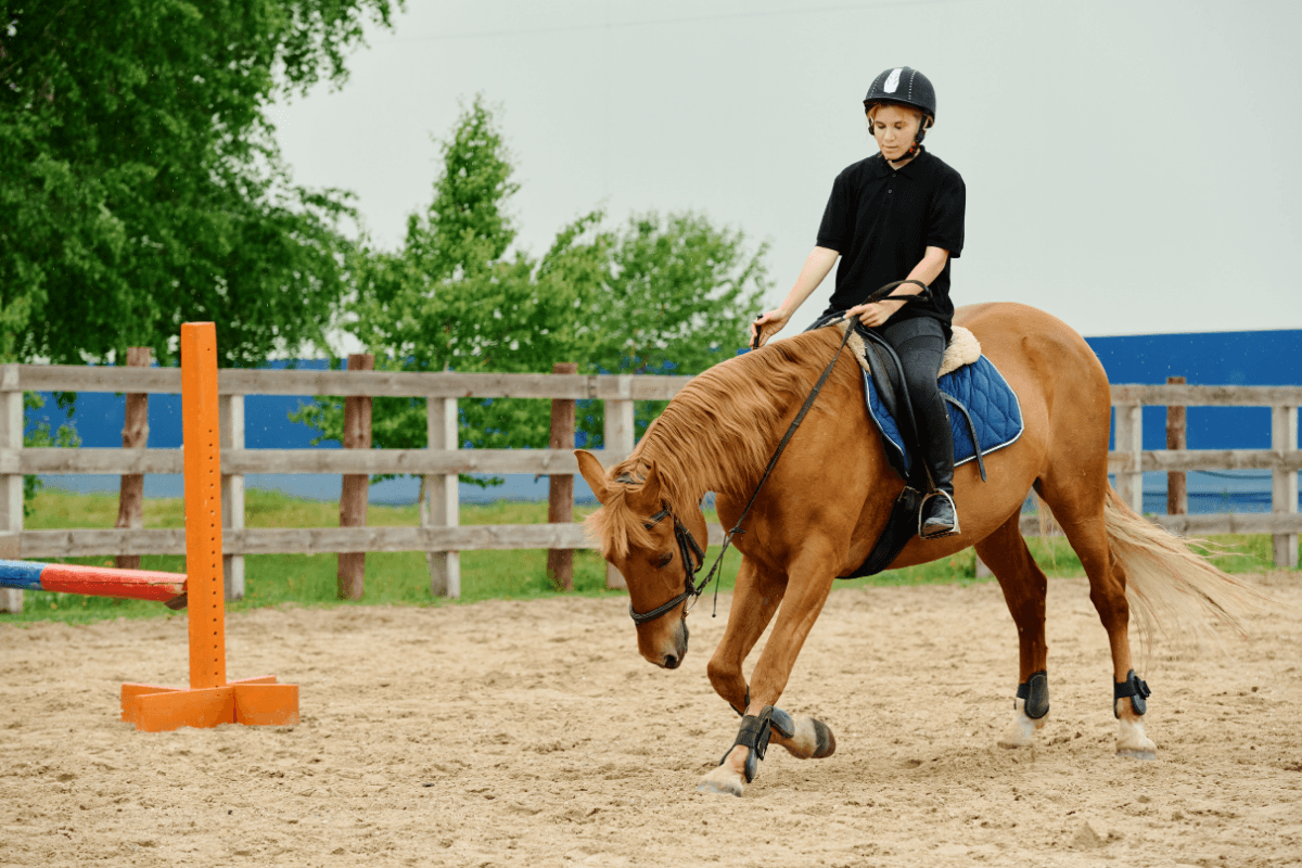 cheval-equitation-canva