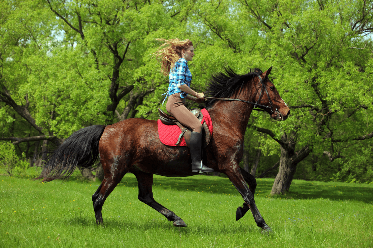 cheval-galop-cavalier-canva