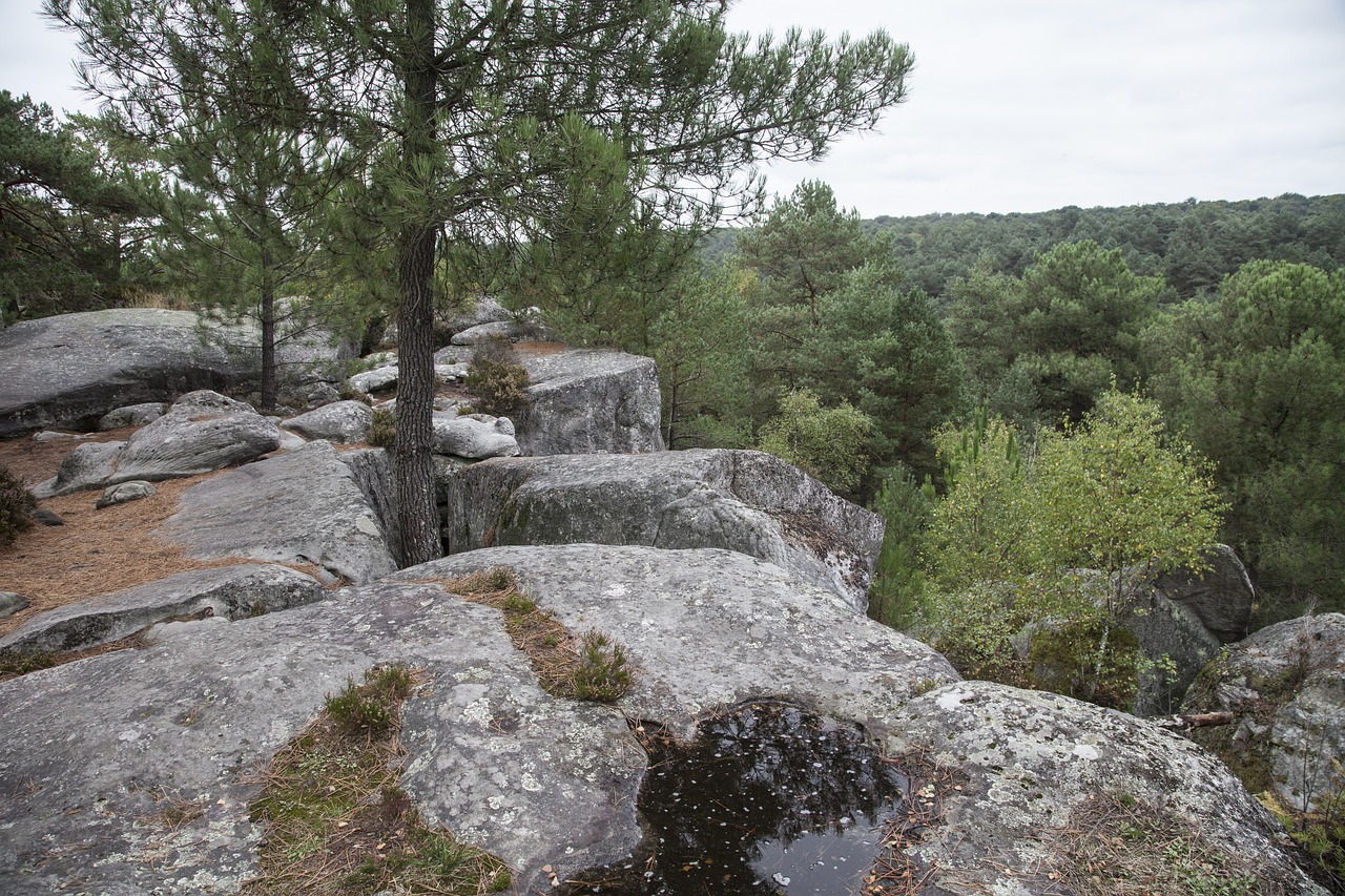 Rando en forêt de Fontainebleau