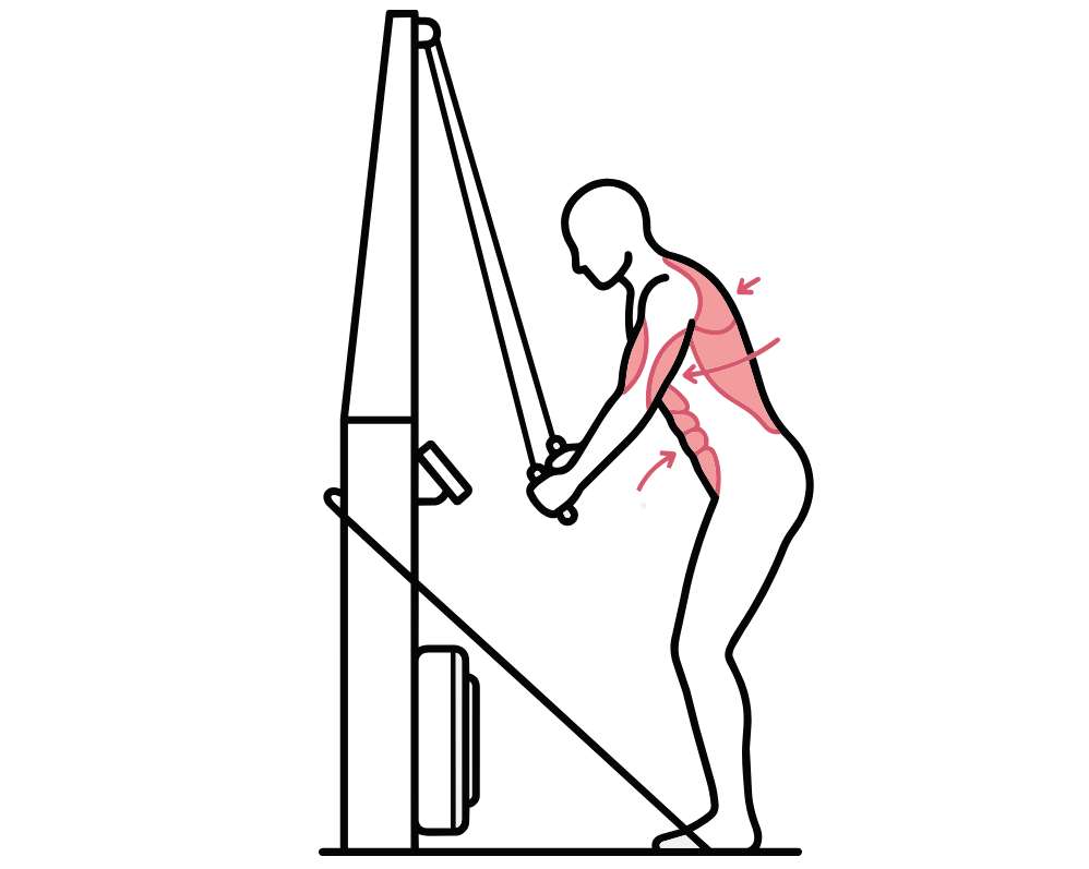 Muscles-skiErg-Canva