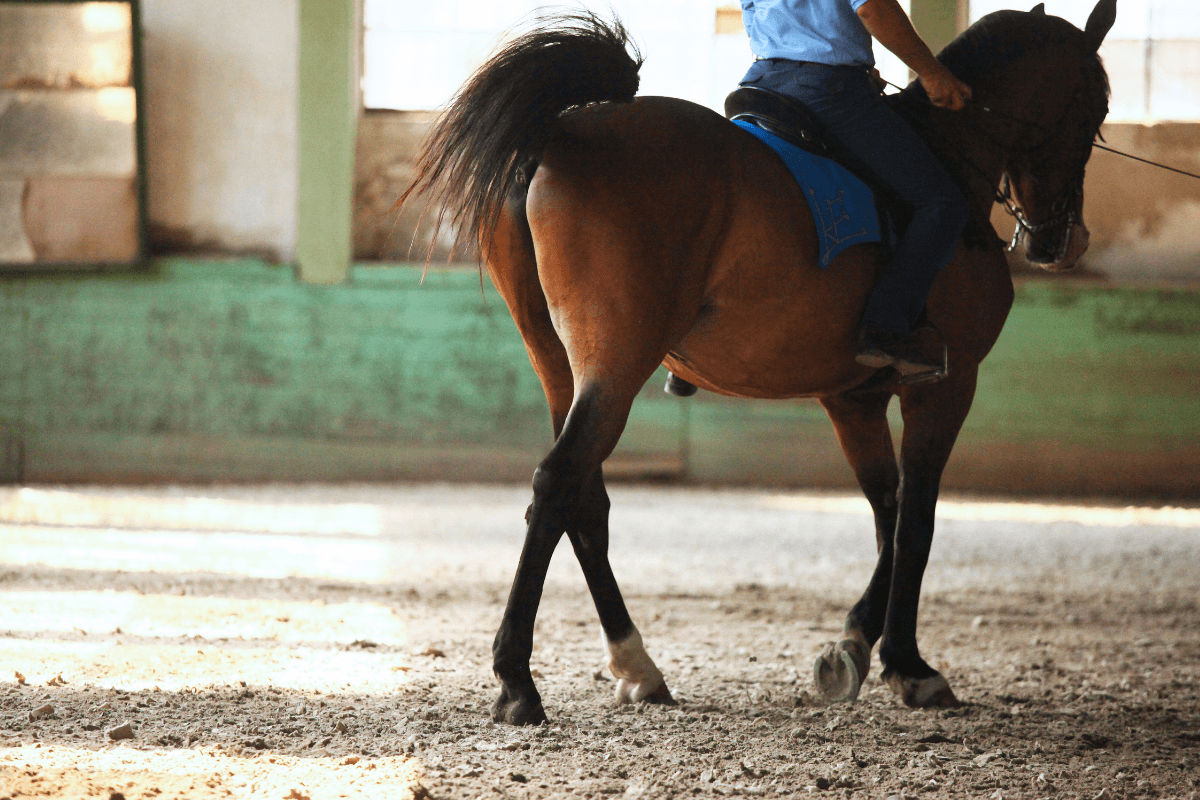 dressage-cheval-canva