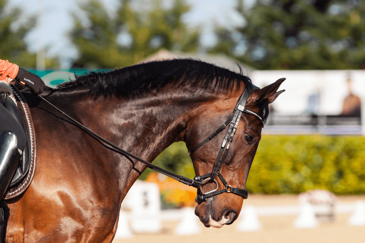 equitation-cheval-canva