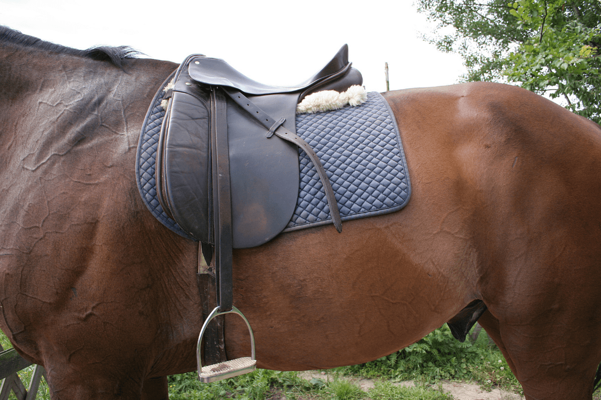 selle-dressage-canva