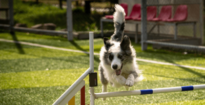 Quelles disciplines sportives pratiquer pour faire du sport avec son chien ?