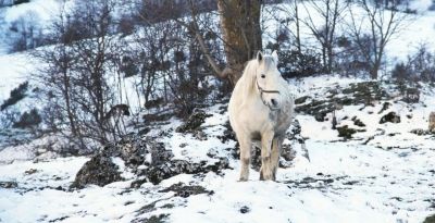 Équitation : comment prendre soin de son cheval en hiver ?